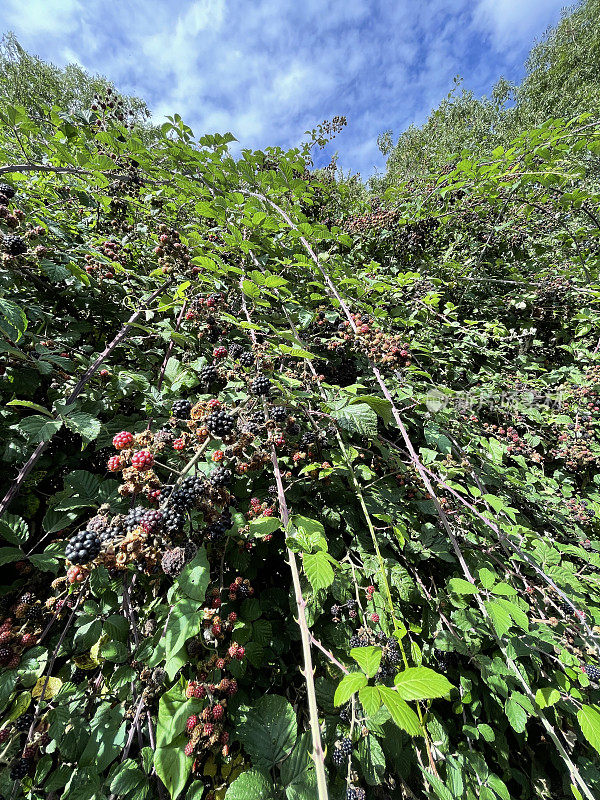 过度生长的乡村黑莓树篱的图像，野生黑莓在夏末/初秋结果，晴天多云的蓝天，重点在前景